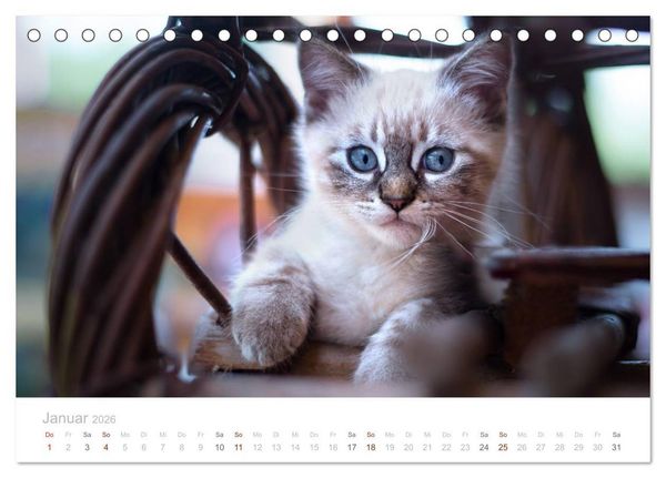 Produktbild: Katzenbabys beobachtet (Tischkalender 2026 DIN A5 quer), CALVENDO Monatskalender