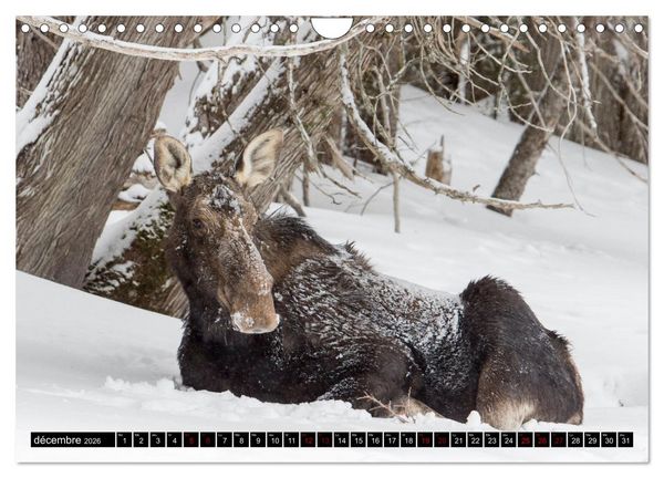 Produktbild: LE G&Eacute;ANT DES FOR&Ecirc;TS CANADIENNES (Calendrier mural 2026 DIN A4 vertical), CALVENDO calendrier mensuel