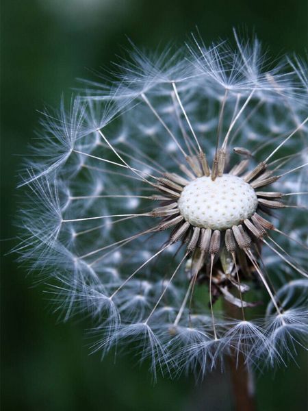 Produktbild: Pusteblume (Puzzle)