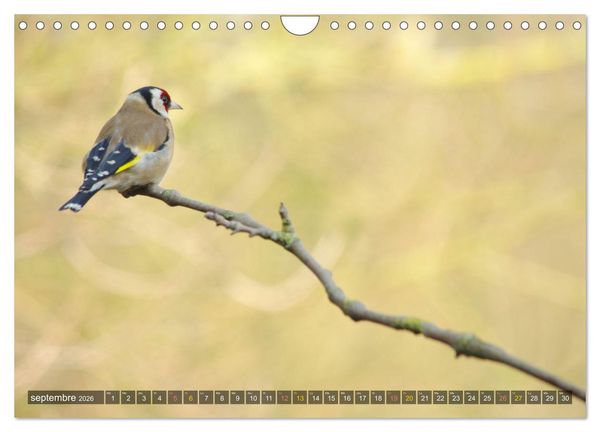 Produktbild: Chardonnerets - Portraits d'une esp&egrave;ce &eacute;blouissante (Calendrier mural 2026 DIN A4 vertical), CALVENDO calendrier mensuel