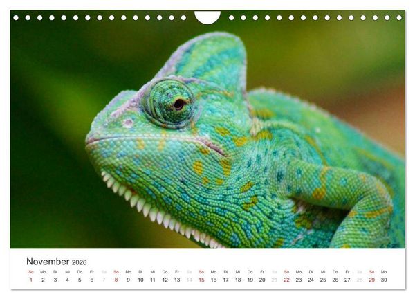 Produktbild: Das Leben der Reptilien (Wandkalender 2026 DIN A4 quer), CALVENDO Monatskalender