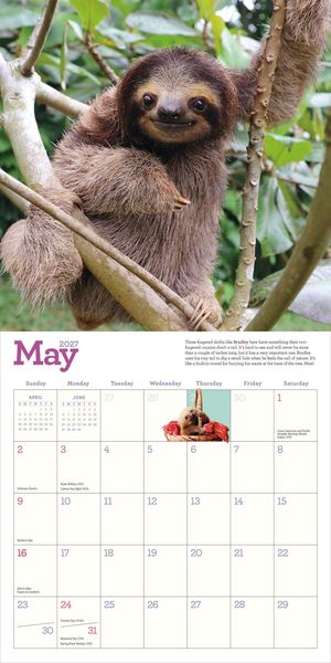 Produktbild: Original Sloths Wall Calendar 2027