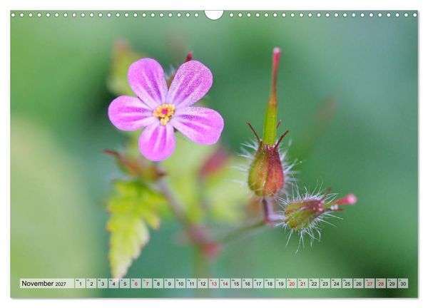 Produktbild: Wenn Bl&uuml;ten tr&auml;umen tanzt das Licht (Wandkalender 2027 DIN A3 quer), CALVENDO Monatskalender