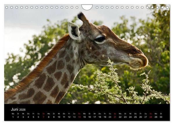 Produktbild: Giraffen &ndash; Faszination der Wildnis (Wandkalender 2026 DIN A4 quer), CALVENDO Monatskalender