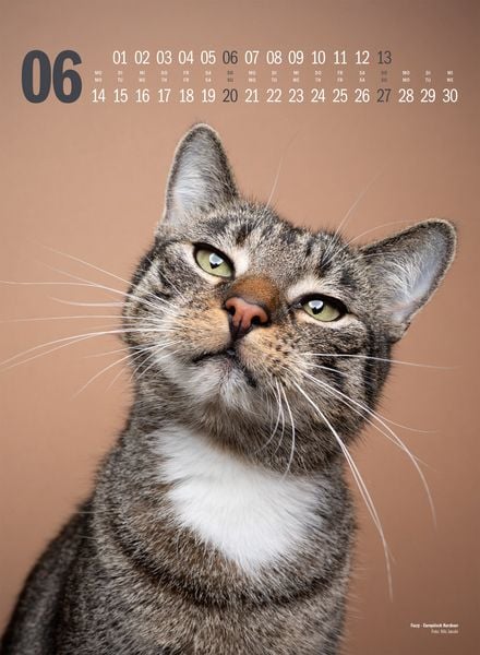 Produktbild: Catography Katzen-Kalender 2027