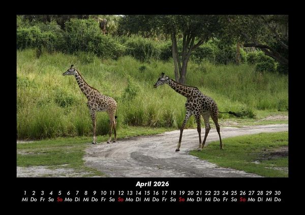 Produktbild: Giraffen 2026 Fotokalender DIN A3