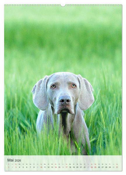 Produktbild: Hundepers&ouml;nlichkeiten (Wandkalender 2026 DIN A2 hoch), CALVENDO Monatskalender