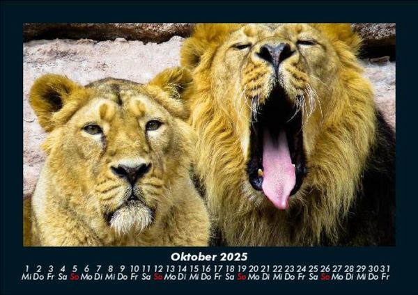 Produktbild: L&ouml;wen in der Wildnis 2025 Fotokalender DIN A5