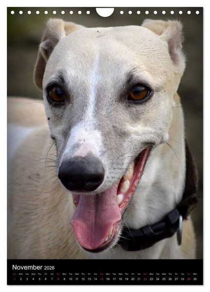 Produktbild: Beautiful Whippets (Wall Calendar 2026 DIN A4 portrait), CALVENDO 12 Month Wall Calendar