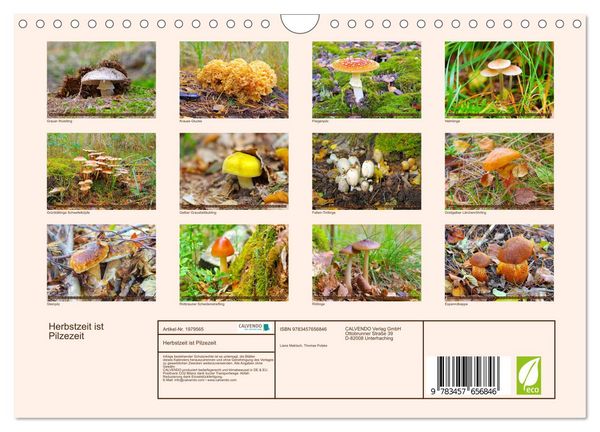 Produktbild: Herbstzeit ist Pilzezeit (Wandkalender 2026 DIN A4 quer), CALVENDO Monatskalender