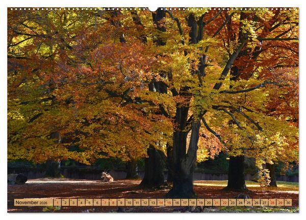 Produktbild: Mit B&auml;umen durchs Jahr (hochwertiger Premium Wandkalender 2026 DIN A2 quer), Kunstdruck in Hochglanz