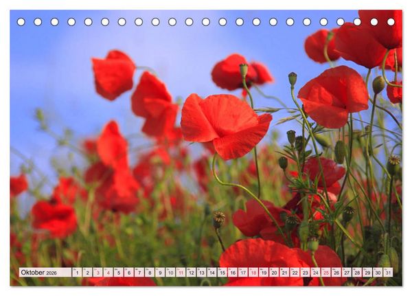 Produktbild: Mohnblumen. Leuchtender Liebreiz auf Wiesen und in G&auml;rten (Tischkalender 2026 DIN A5 quer), CALVENDO Monatskalender