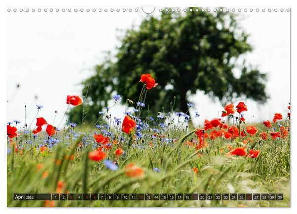 Produktbild: Farbtupfer auf sommerlichen Feldern - Mohn und Kornblumen (Wandkalender 2026 DIN A3 quer), CALVENDO Monatskalender
