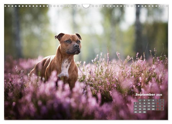 Produktbild: Listenhunde - mehr als nur eine Kategorie (Wandkalender 2026 DIN A3 quer), CALVENDO Monatskalender