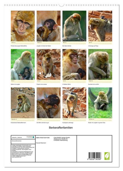 Produktbild: Berberaffenfamilien (hochwertiger Premium Wandkalender 2026 DIN A2 hoch), Kunstdruck in Hochglanz