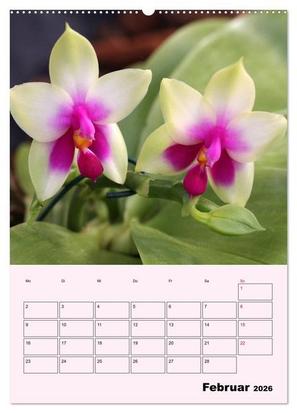 Produktbild: Orchideenliebe (hochwertiger Premium Wandkalender 2026 DIN A2 hoch), Kunstdruck in Hochglanz