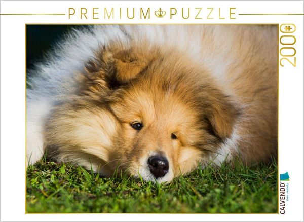 Produktbild: CALVENDO Puzzle Ein entz&uuml;ckendes Colliekind | 2000 Teile Lege-Gr&ouml;&szlig;e 90x67cm Foto-Puzzle f&uuml;r gl&uuml;ckliche Stunden