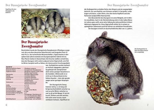 Produktbild: Der Dsungarische Zwerghamster
