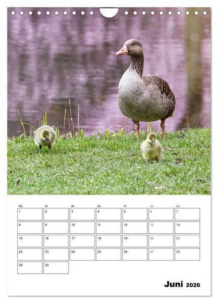 Produktbild: G&auml;nse, geliebte Wasserv&ouml;gel (Wandkalender 2026 DIN A4 hoch), CALVENDO Monatskalender