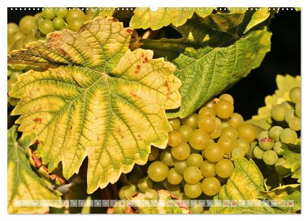 Produktbild: Wein- und Rebsorten aus Rheinland-Pfalz (hochwertiger Premium Wandkalender 2025 DIN A2 quer), Kunstdruck in Hochglanz