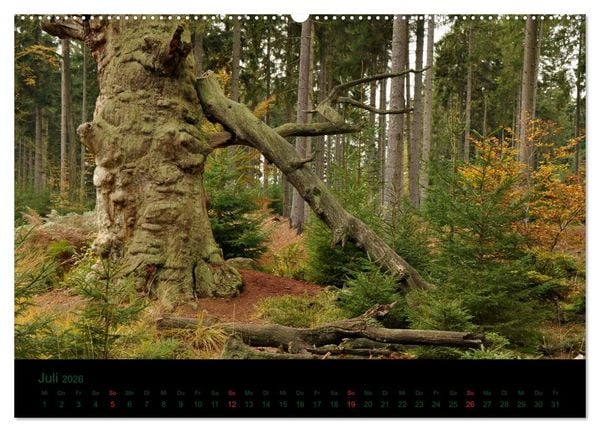 Produktbild: Baumgefl&uuml;ster (Wandkalender 2026 DIN A2 quer), CALVENDO Monatskalender