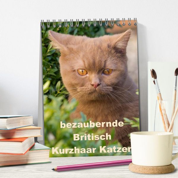 Produktbild: bezaubernde Britisch Kurzhaar Katzen (Tischkalender 2026 DIN A5 hoch), CALVENDO Monatskalender