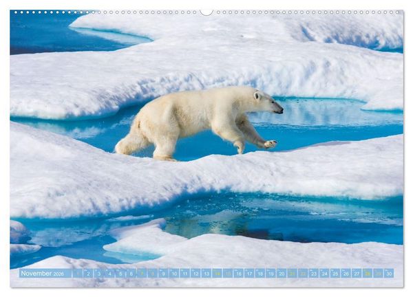 Produktbild: Eisb&auml;ren: Lebensk&uuml;nstler im Eis (hochwertiger Premium Wandkalender 2026 DIN A2 quer), Kunstdruck in Hochglanz