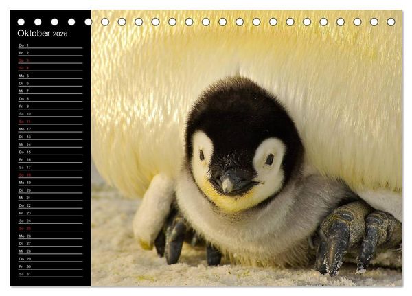 Produktbild: Pinguine - Kaiser- und K&ouml;nigspinguine (Tischkalender 2026 DIN A5 quer), CALVENDO Monatskalender