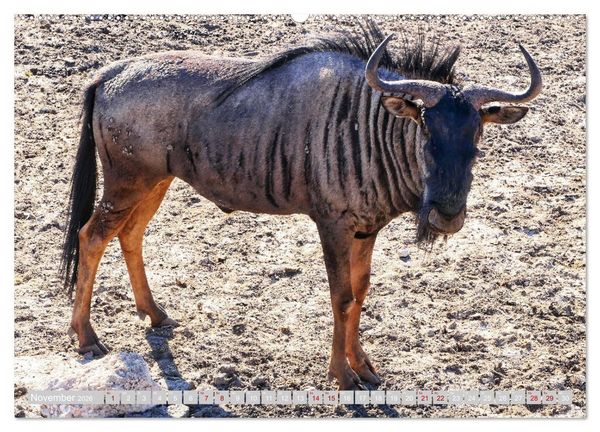 Produktbild: Namibia &ndash; Die Tierwelt vom Caprivi bis Etosha (Wandkalender 2026 DIN A2 quer), CALVENDO Monatskalender