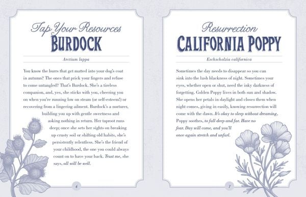 Produktbild: Illustrated Herbiary Oracle Cards