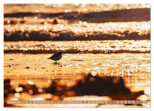 Produktbild: Helgoland - Das Leben auf der D&uuml;ne Helgolands (hochwertiger Premium Wandkalender 2026 DIN A2 quer), Kunstdruck in Hochglanz