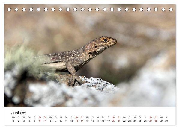 Produktbild: Tiere Madagaskars (Tischkalender 2026 DIN A5 quer), CALVENDO Monatskalender