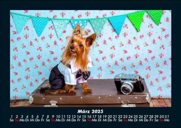 Produktbild: Welt der Tiere 2025 Fotokalender DIN A5