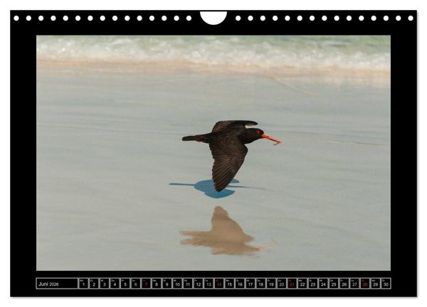 Produktbild: V&ouml;gel von "Down Under" Australien (Wandkalender 2026 DIN A4 quer), CALVENDO Monatskalender