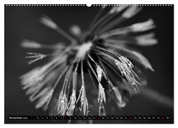 Produktbild: Pusteblume - Impressionen in schwarzwei&szlig; (Wandkalender 2026 DIN A2 quer), CALVENDO Monatskalender