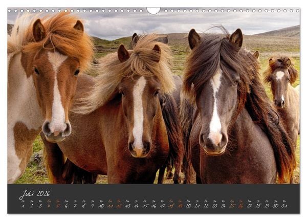 Produktbild: Islandpferde im Isi-Land (Wandkalender 2026 DIN A3 quer), CALVENDO Monatskalender