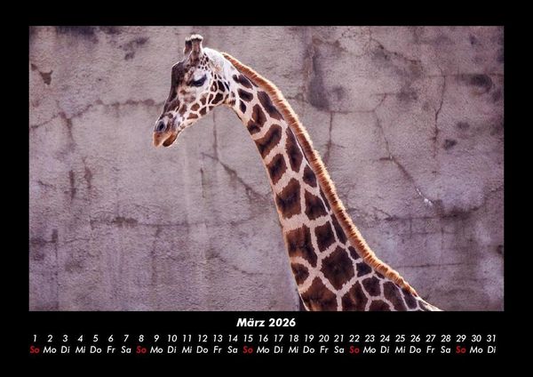 Produktbild: Giraffen 2026 Fotokalender DIN A3