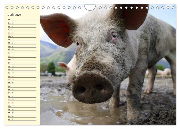 Produktbild: Von S&auml;uen die Schwein haben! (Wandkalender 2026 DIN A4 quer), CALVENDO Monatskalender