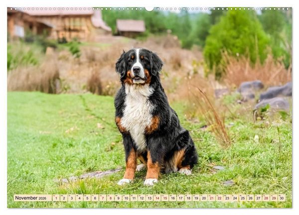 Produktbild: Berner Sennenhunde - Mit jedem Blick ein St&uuml;ck Geborgenheit (Wandkalender 2026 DIN A2 quer), CALVENDO Monatskalender