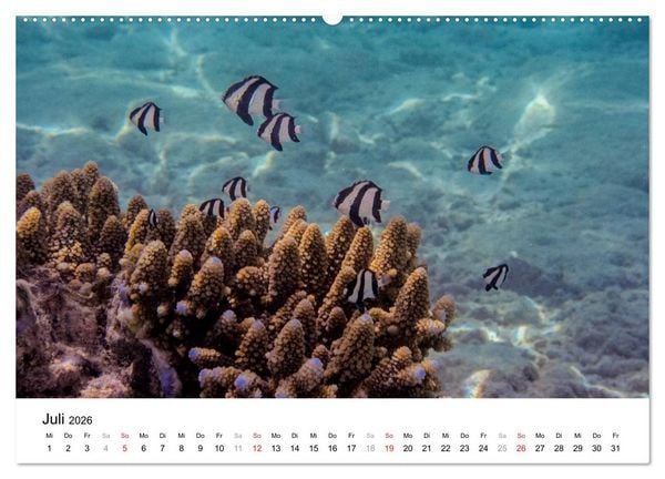 Produktbild: Unterwasserwelt der Malediven II (hochwertiger Premium Wandkalender 2026 DIN A2 quer), Kunstdruck in Hochglanz