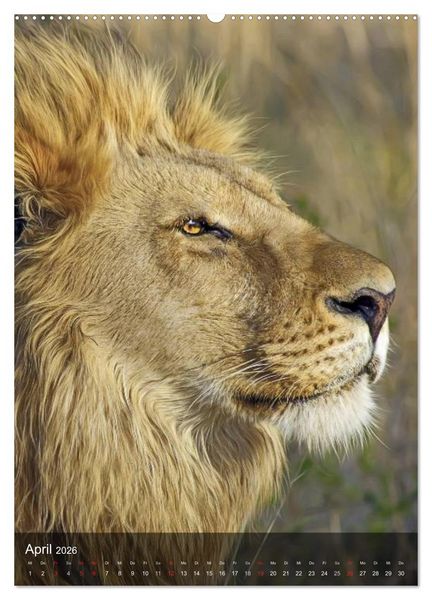 Produktbild: Gro&szlig;katzen. Raubkatzengesichter (hochwertiger Premium Wandkalender 2026 DIN A2 hoch), Kunstdruck in Hochglanz