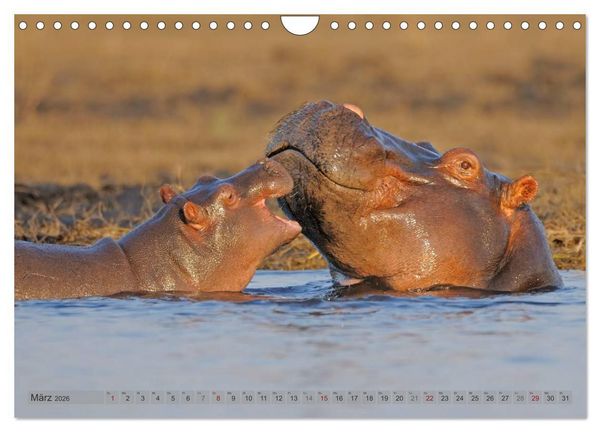 Produktbild: Flusspferde Magie des Augenblicks - Hippos in Afrika (Wandkalender 2026 DIN A4 quer), CALVENDO Monatskalender