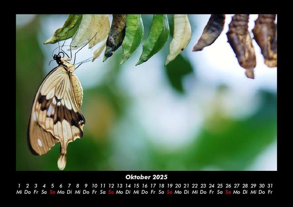 Produktbild: Bunte Pracht der Schmetterlinge 2025 Fotokalender DIN A3