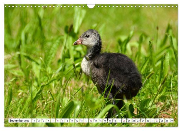 Produktbild: Nachwuchs in der Tierwelt (Wandkalender 2026 DIN A3 quer), CALVENDO Monatskalender
