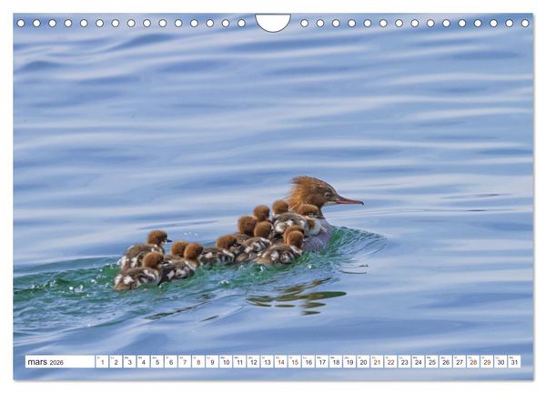 Produktbild: Oiseaux aquatiques en famille (Calendrier mural 2026 DIN A4 vertical), CALVENDO calendrier mensuel
