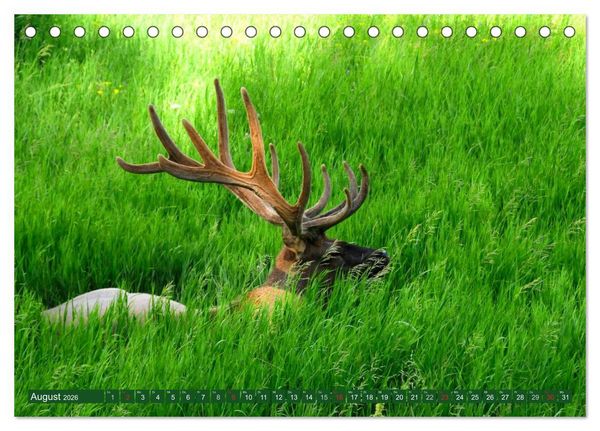 Produktbild: Der Yellowstone Nationalpark (Tischkalender 2026 DIN A5 quer), CALVENDO Monatskalender