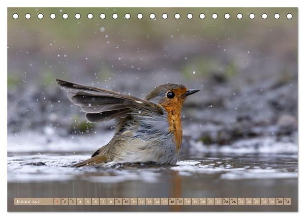 Produktbild: Robin, das s&uuml;&szlig;e Rotkehlchen (Tischkalender 2027 DIN A5 quer), CALVENDO Monatskalender
