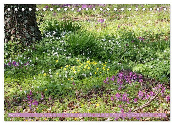 Produktbild: Wundersch&ouml;ne Wildblumen (Tischkalender 2026 DIN A5 quer), CALVENDO Monatskalender