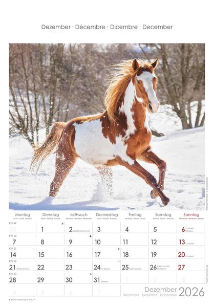 Pferde 2026 - Bildkalender 23,7x34 cm - Kalender mit Platz für Notizen - mit vielen Zusatzinformationen - Horses - Wandkalender - Alpha Edition