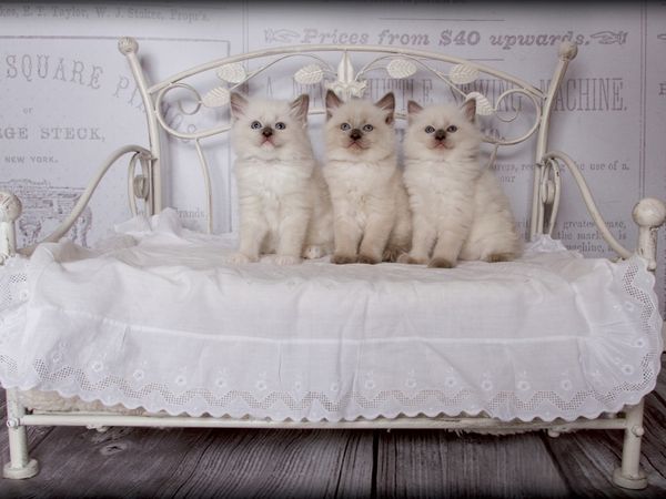 Produktbild: CALVENDO Puzzle Ein Motiv aus dem Kalender RAGDOLLS Impressionen aus der Kinderstube | 1000 Teile Lege-Gr&ouml;&szlig;e 64x48cm Foto-Puzzle f&uuml;r gl&uuml;ckliche Stunden